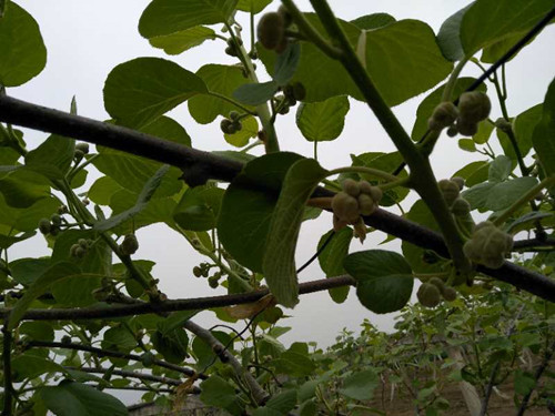 翠姆,微生物菌肥,氮肥 翠姆,微生物菌肥,氮肥