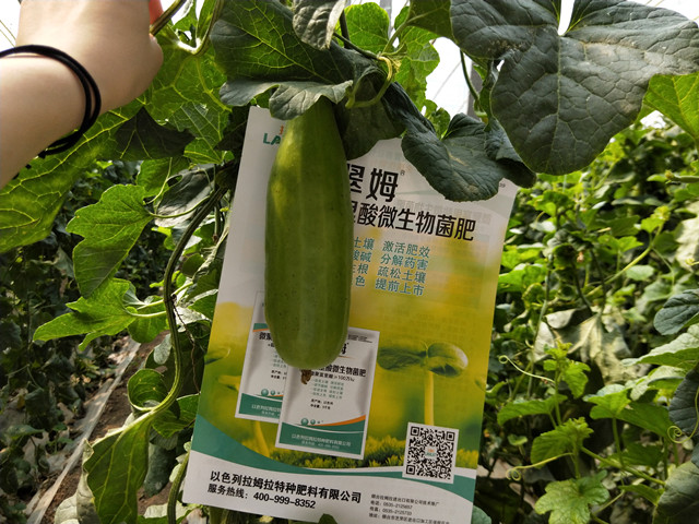 微生物菌肥,拉姆拉翠姆  微生物菌肥,拉姆拉翠姆