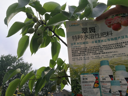 果樹葉面肥,拉姆拉,翠姆 果樹葉面肥,拉姆拉,翠姆