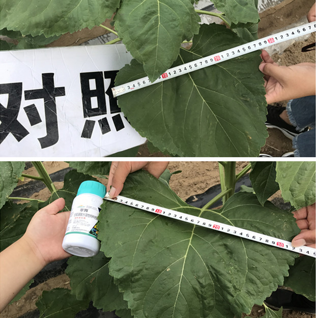 葉面肥,拉姆拉,翠姆 葉面肥,拉姆拉,翠姆
