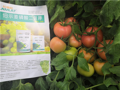 葉面肥，磷酸二氫鉀，鈣肥