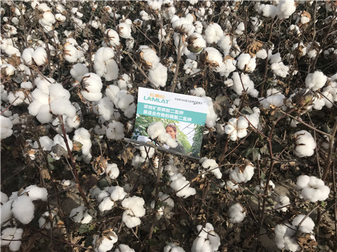 水溶肥，根碧多，生物菌劑