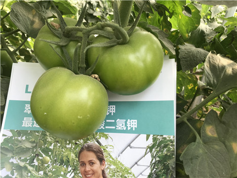 沖施肥，鈣肥