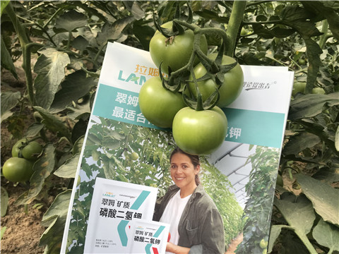 沖施肥，鈣肥