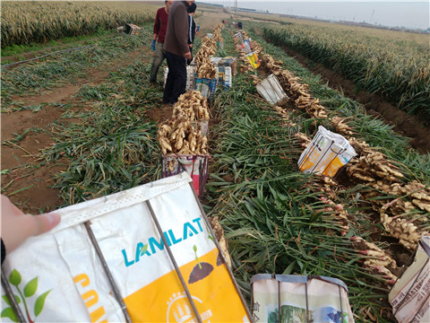 水溶肥，拉姆拉，翠姆