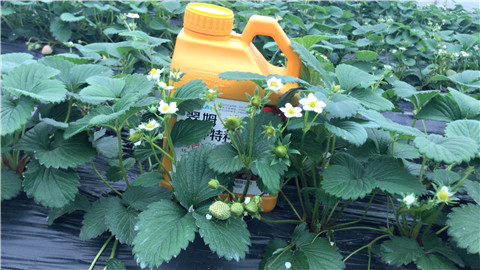 水溶肥，翠姆