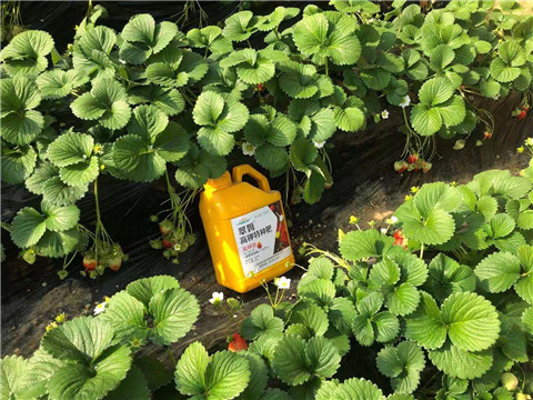 水溶肥，拉姆拉