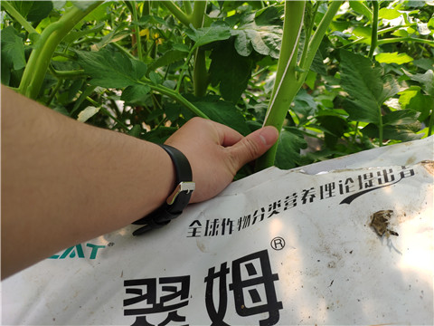 菌劑，拉姆拉