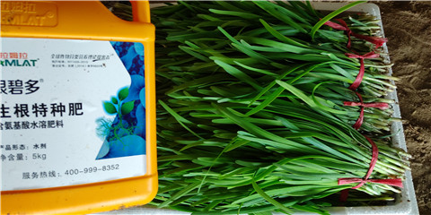 根碧多，拉姆拉