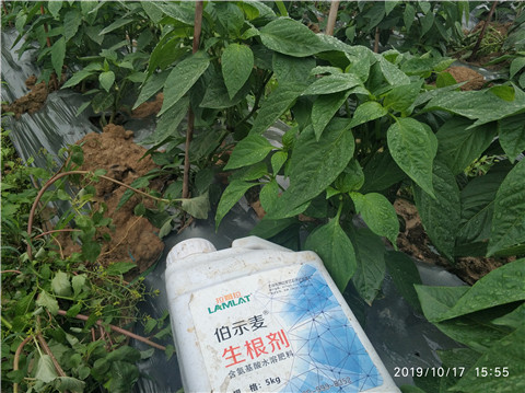 生根劑，伯示麥