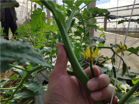 微生物菌劑 ，拉姆拉翠姆