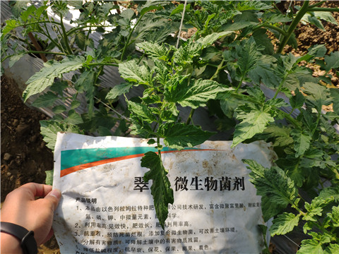 微生物菌劑 ，拉姆拉翠姆