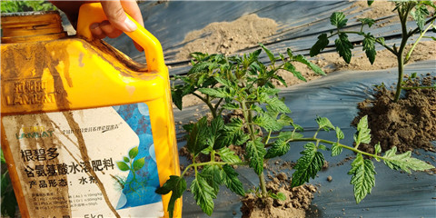 生根劑，拉姆拉