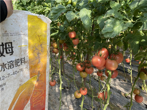 水溶肥，拉姆拉 