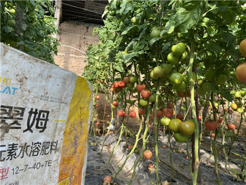 菌劑，水溶肥