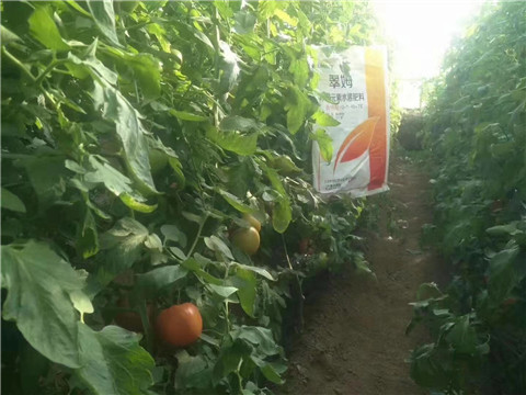 大量元素水溶肥，拉姆拉 