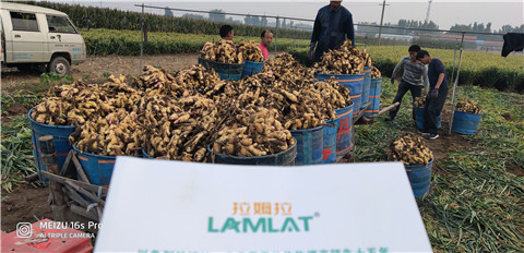 微生物菌劑，拉姆拉