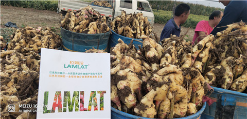 微生物菌劑，拉姆拉