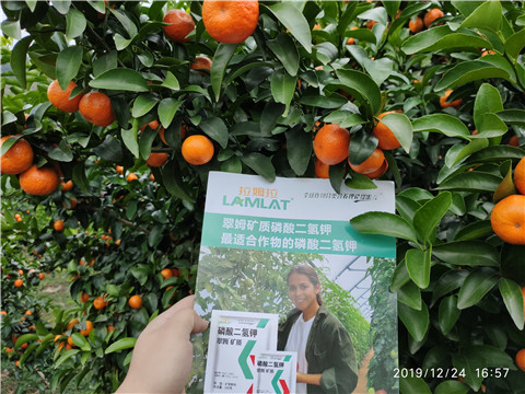 磷酸二氫鉀，葉面肥