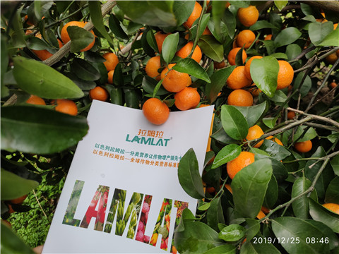 水溶肥，葉面肥