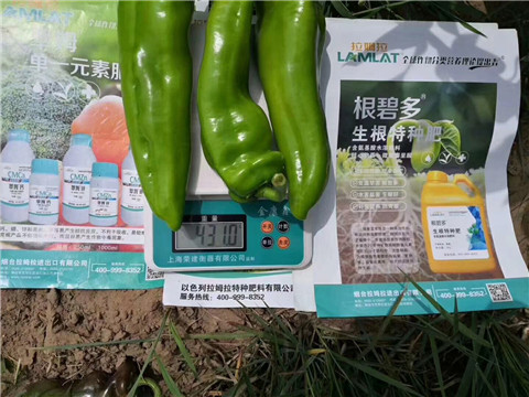 根碧多，拉姆拉