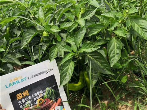 根碧多，拉姆拉