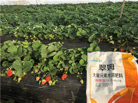 水溶肥，葉面肥，根碧多