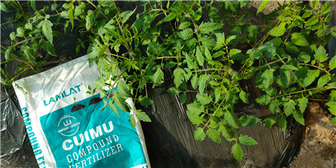 磷酸二氫鉀，鈣肥，水溶肥