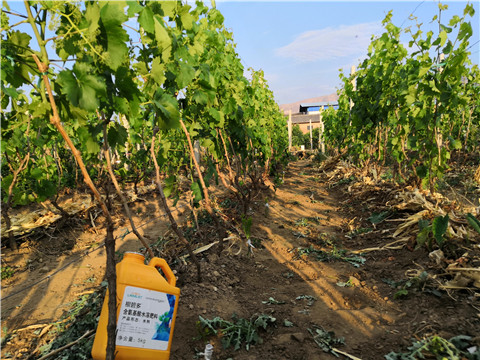 生根劑，微生物菌劑