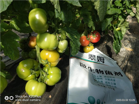 微生物菌劑，根碧多，磷酸二氫鉀