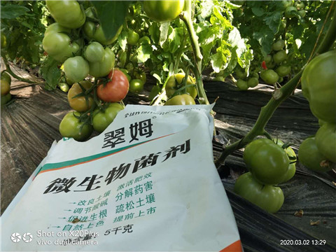 微生物菌劑，根碧多，磷酸二氫鉀