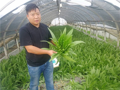 水溶肥，生根劑