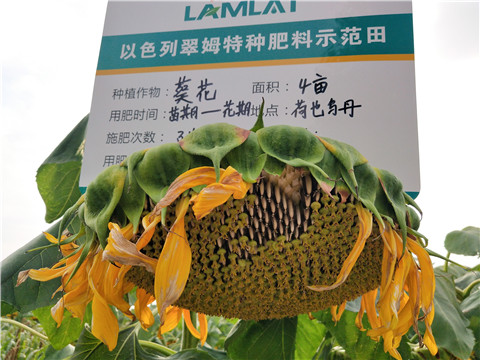 微生物菌劑，根碧多