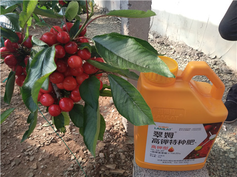 水溶肥，根碧多