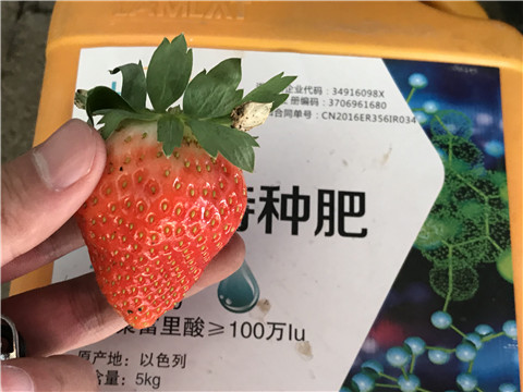 沖施肥，磷酸二氫鉀