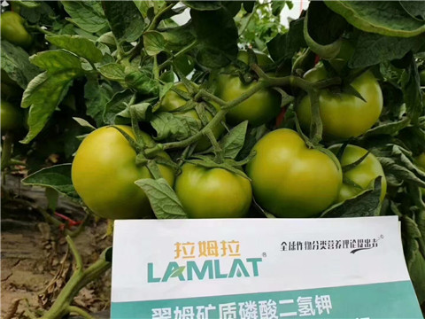 磷酸二氫鉀，鈣肥，水溶肥