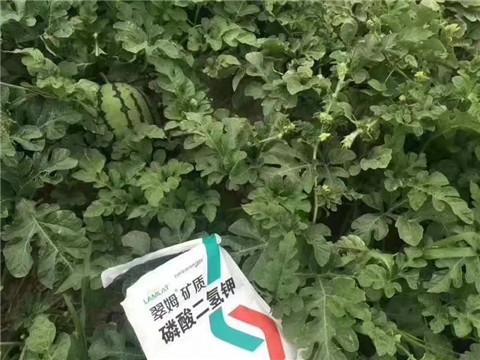 磷酸二氫鉀，硼肥，沖施肥