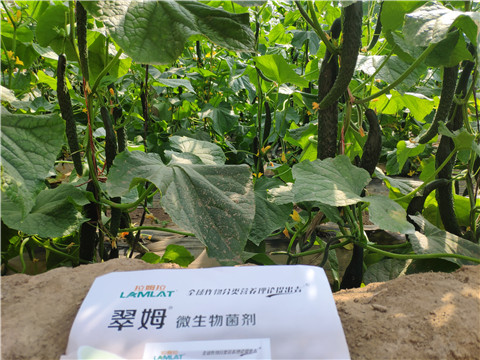 微生物菌劑，根碧多，水溶肥