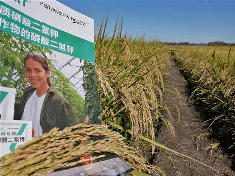 葉面肥，磷酸二氫鉀，安碧解