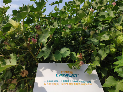 魚蛋白水溶肥，拉姆拉，翠姆