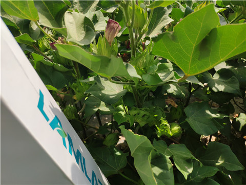 魚蛋白水溶肥，拉姆拉，翠姆