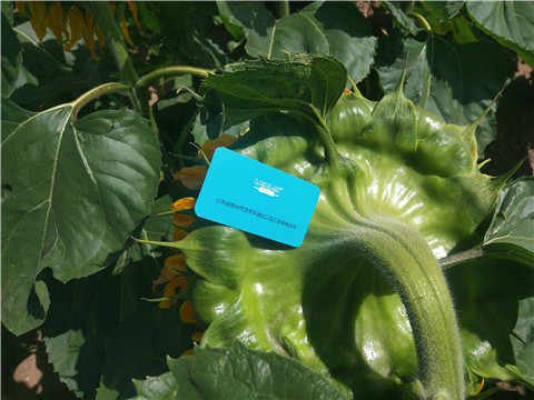 水溶肥 ，葉面肥，伯示麥