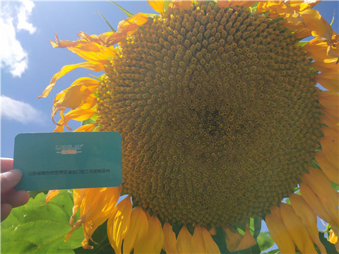 水溶肥 ，葉面肥，伯示麥