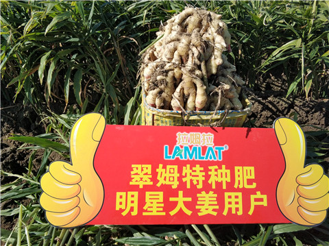 微生物菌劑，拉姆拉