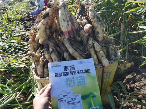 微生物菌劑，拉姆拉