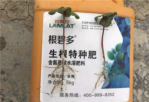 棉花種植,拉姆拉 棉花種植,拉姆拉