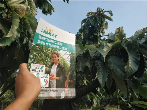 葉面肥，硼肥，磷酸二氫鉀