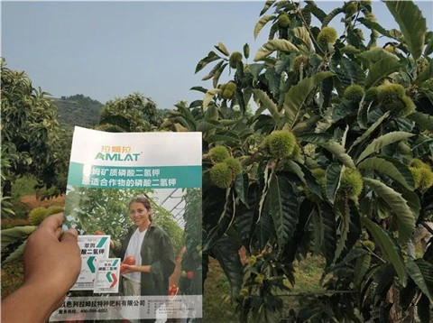 葉面肥，硼肥，磷酸二氫鉀