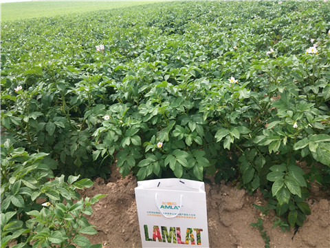 沖施肥，水溶肥，伯示麥