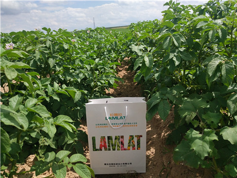 沖施肥，水溶肥，伯示麥